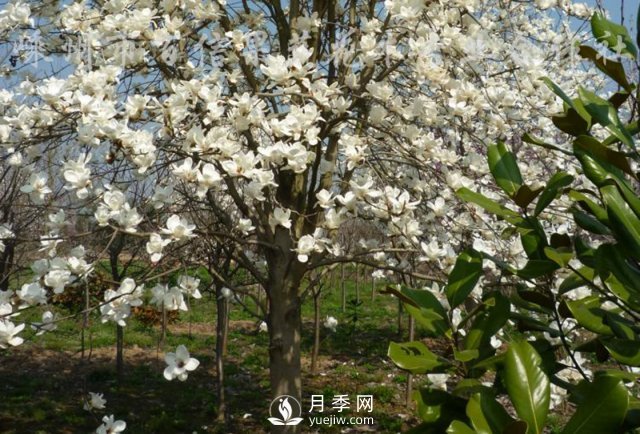 河南白玉蘭基地是怎樣調(diào)節(jié)土壤的酸堿度？(圖1)
