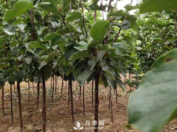 巨紫荊種子播種方法種子怎樣種植才***好呢？(圖1)