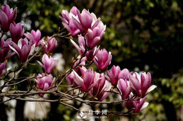 苗木種植基地分析紫玉蘭的腐爛病如何來(lái)防治？(圖1)