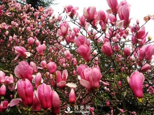 紅玉蘭深受人們喜愛，那么它的主要繁殖方法是什么？(圖1)