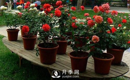 南陽月季成活階段要如何管理？(圖1)
