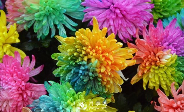 新品推薦彩虹菊，色彩鮮艷，如何養(yǎng)護(hù)繁殖(圖1)