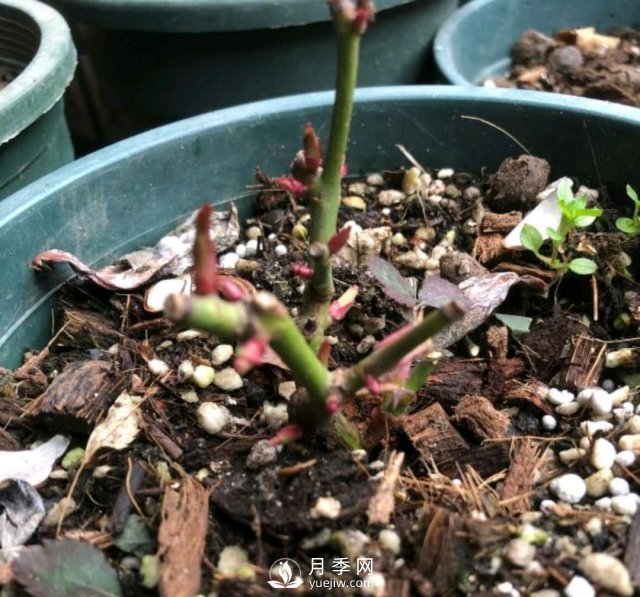還沒開春月季花就發(fā)芽了，可以放開養(yǎng)了嗎？小心倒春寒(圖2)