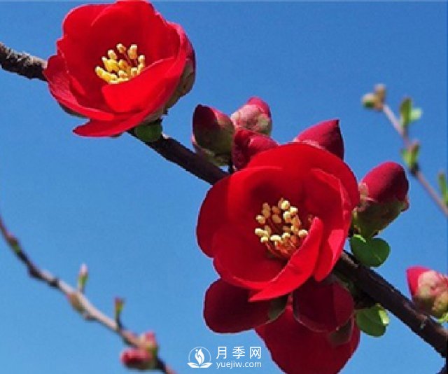 海棠的繁殖方法，景觀盆栽與管理(圖1)