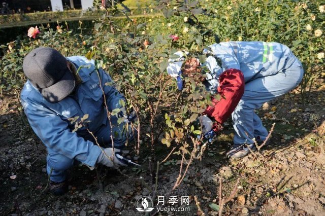 月季養(yǎng)護(hù)12個(gè)月計(jì)劃表，按照這個(gè)養(yǎng)，月季花園不是夢(mèng)(圖1)