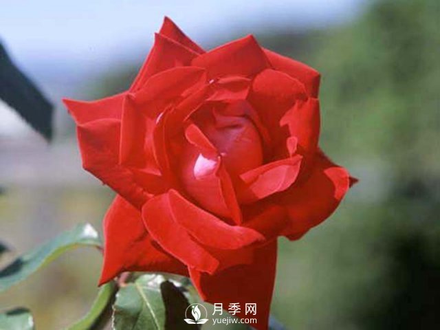 月季的硬枝扦插和管理方法很重要的，直接月季繁育(圖1)