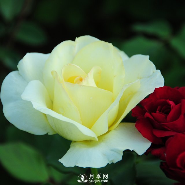 石橋月季的植物文化，它有怎樣的來歷？(圖1)