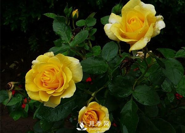 怎么種植月季？有什么栽培要點(diǎn)需要了解的？(圖1)