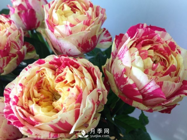 夏天養(yǎng)殖月季花選擇什么品種呢？(圖1)
