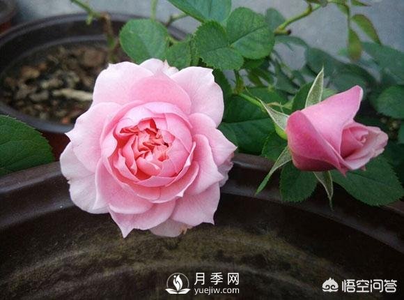 月季是非常好養(yǎng)的植物，想讓它長(zhǎng)得旺盛做好幾方面(圖1)