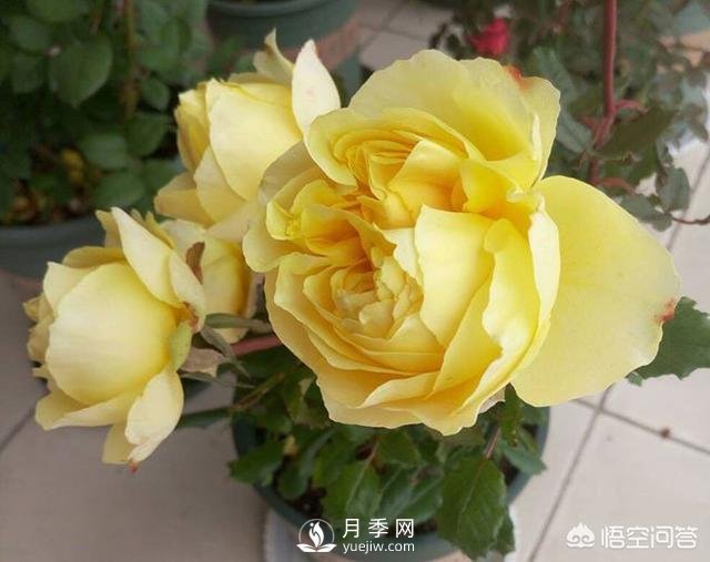 月季是非常好養(yǎng)的植物，想讓它長(zhǎng)得旺盛做好幾方面(圖3)