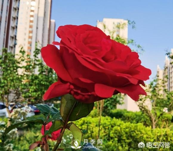 月季苗千差萬別，那么怎樣讓月季長勢好呢？(圖1)
