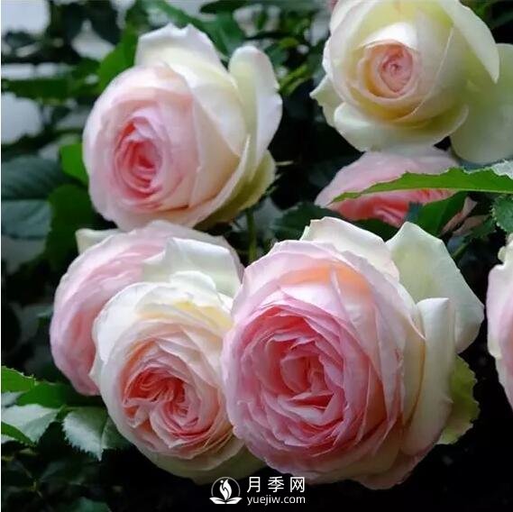 藤本月季如何選？這些經(jīng)典品種隨便一棵美爆你的花園(圖1)