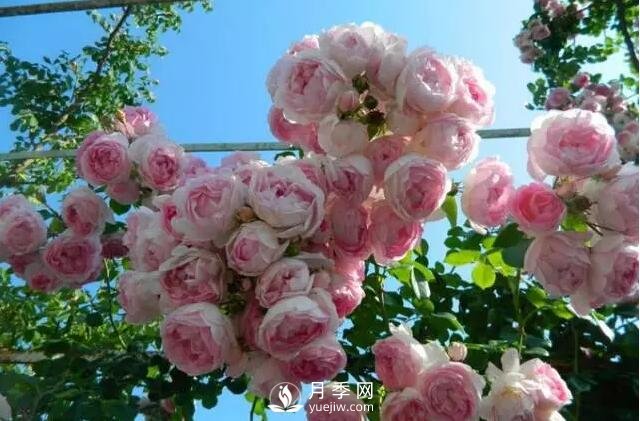 藤本月季如何選？這些經(jīng)典品種隨便一棵美爆你的花園(圖10)