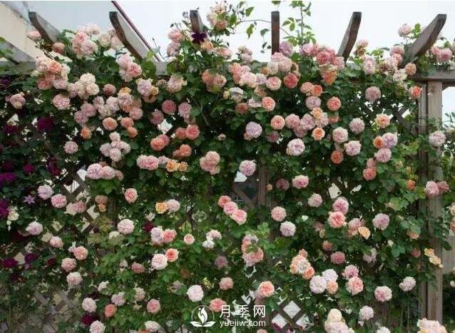 藤本月季如何選？這些經(jīng)典品種隨便一棵美爆你的花園(圖5)