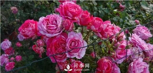 藤本月季如何選？這些經(jīng)典品種隨便一棵美爆你的花園(圖6)