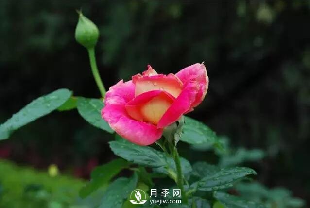 藤本月季如何選？這些經(jīng)典品種隨便一棵美爆你的花園(圖2)