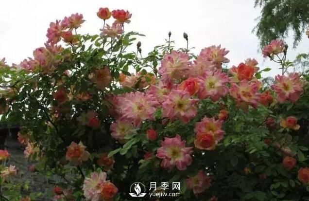 藤本月季如何選？這些經(jīng)典品種隨便一棵美爆你的花園(圖12)