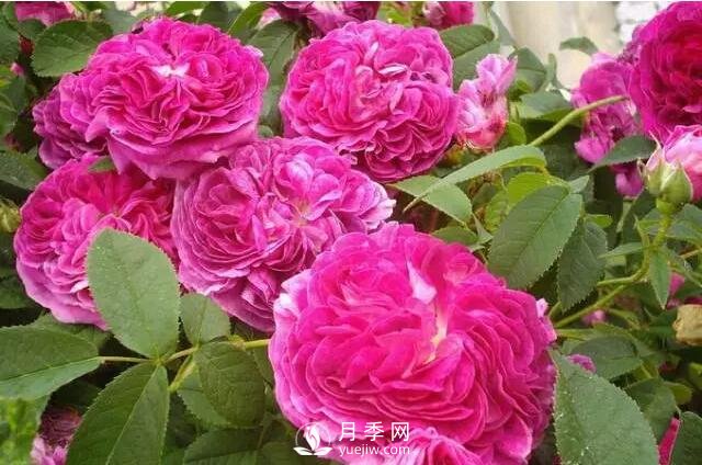 藤本月季如何選？這些經(jīng)典品種隨便一棵美爆你的花園(圖7)