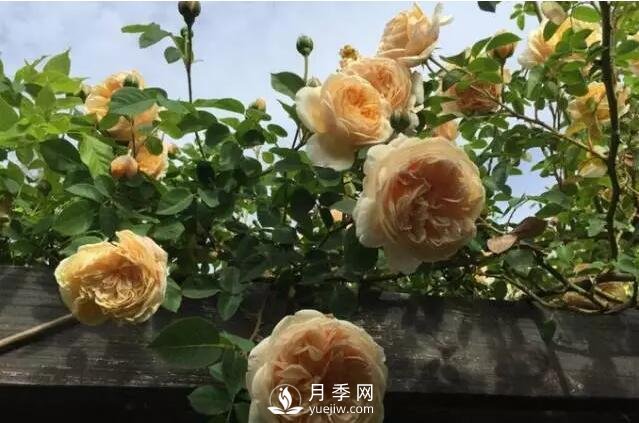 藤本月季如何選？這些經(jīng)典品種隨便一棵美爆你的花園(圖8)