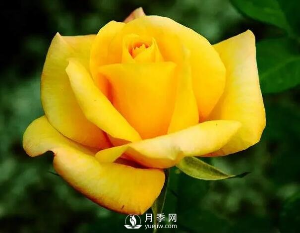藤本月季如何選？這些經(jīng)典品種隨便一棵美爆你的花園(圖11)
