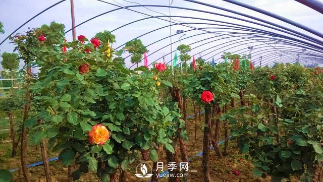 南陽(yáng)樹狀月季的培育方法，月季扦插方法介紹(圖2)