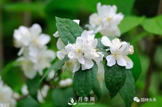 發(fā)展鄉(xiāng)土特色花灌木，這10種是潛力股(圖4)
