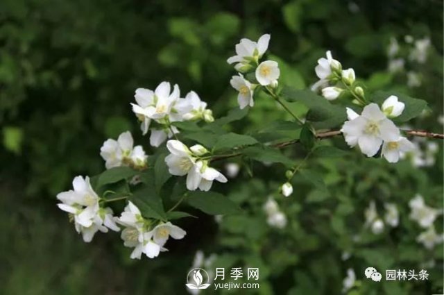 發(fā)展鄉(xiāng)土特色花灌木，這10種是潛力股(圖3)