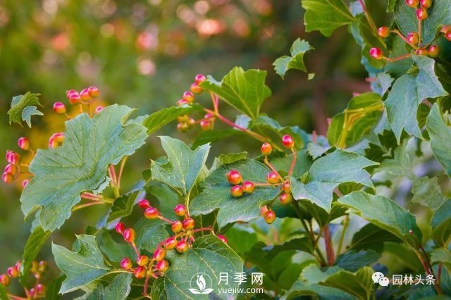 發(fā)展鄉(xiāng)土特色花灌木，這10種是潛力股(圖2)