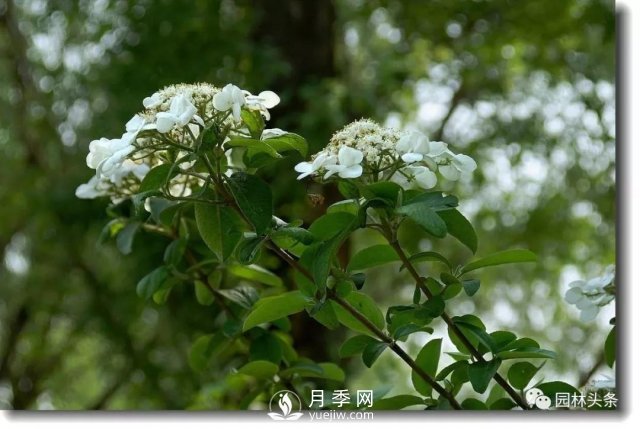 發(fā)展鄉(xiāng)土特色花灌木，這10種是潛力股(圖1)