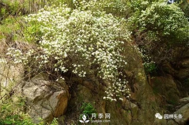 發(fā)展鄉(xiāng)土特色花灌木，這10種是潛力股(圖11)