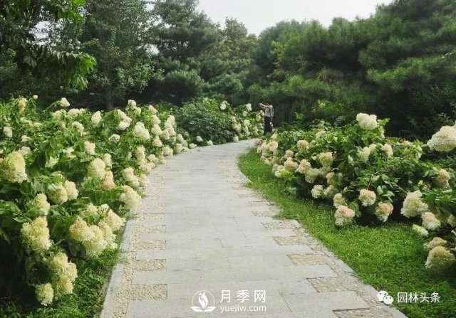 發(fā)展鄉(xiāng)土特色花灌木，這10種是潛力股(圖5)