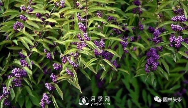 發(fā)展鄉(xiāng)土特色花灌木，這10種是潛力股(圖8)