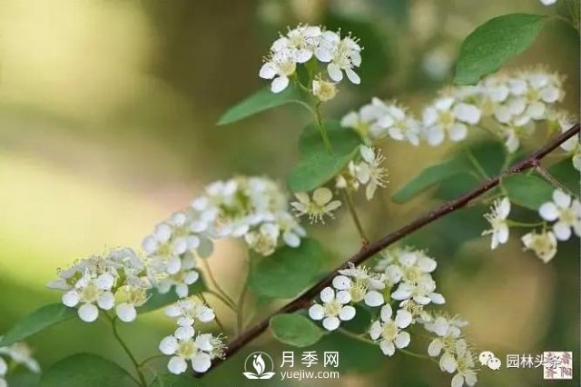 發(fā)展鄉(xiāng)土特色花灌木，這10種是潛力股(圖10)