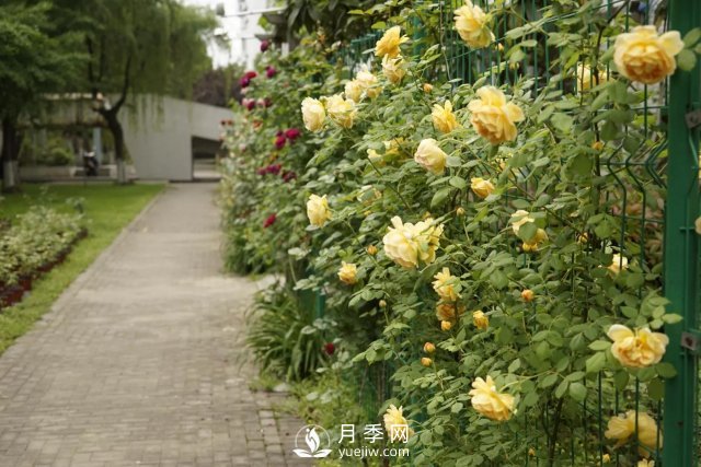 真的！懶人也能種好月季花(圖2)