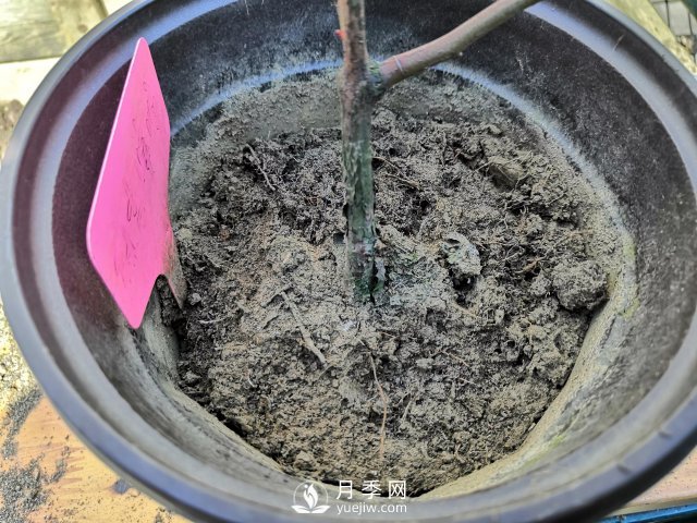 真的！懶人也能種好月季花(圖5)
