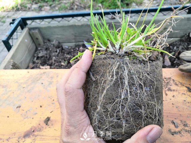 真的！懶人也能種好月季花(圖4)