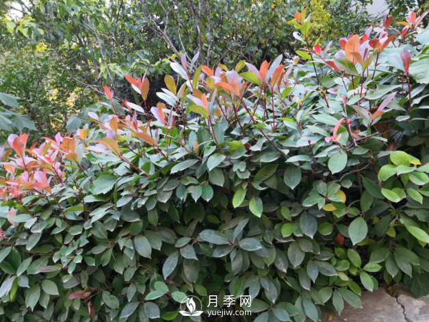 紅葉石楠養(yǎng)護，防治病蟲害是關(guān)鍵(圖1)