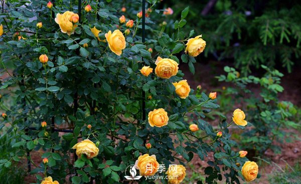 想要盆栽月季開花，這四個(gè)條件一定要滿足(圖1)