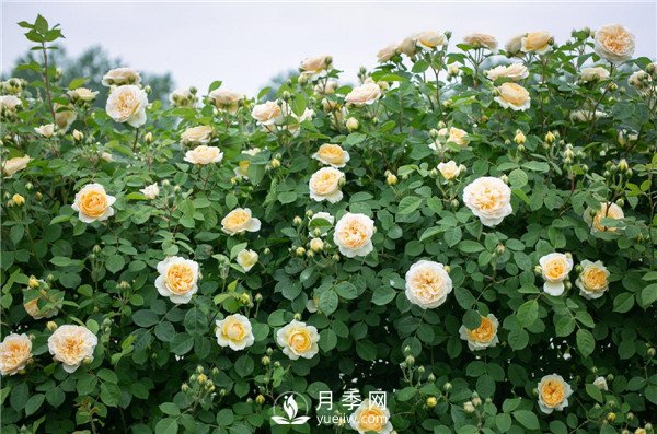 月季網(wǎng)推薦9個花園藤本月季品種！(圖8)