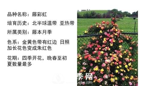 藤本月季經(jīng)典品種介紹，每一款都很美(圖12)