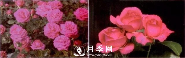 俞紅強(qiáng)團(tuán)隊(duì)自育月季新品種有哪些？(圖2)