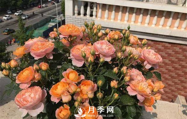 果汁陽臺(tái)，近年來流行的陽臺(tái)盆栽微型月季(圖3)