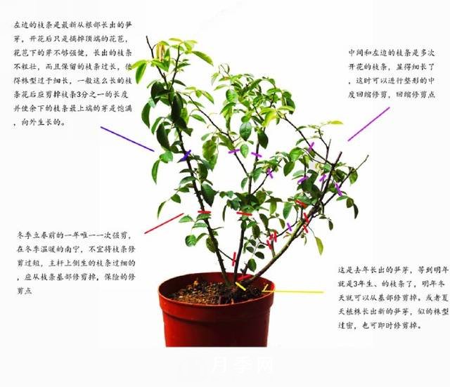 月季修剪圖解 月季網(wǎng)有詳細說明(圖1)