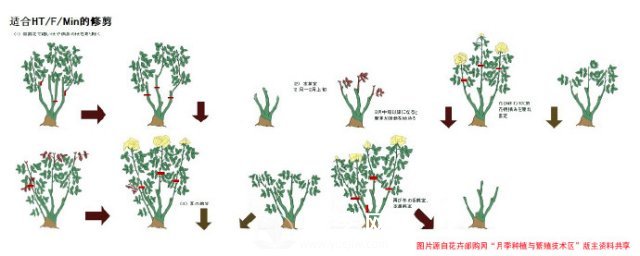 月季修剪圖解 月季網(wǎng)有詳細說明(圖2)