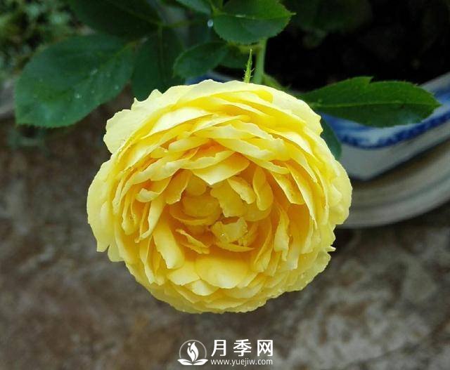 養(yǎng)好月季看“條件”，具備這2個(gè)要求，葉綠開花旺(圖1)