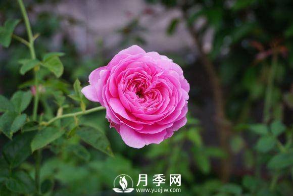 養(yǎng)月季花，這樣操作就會花開不斷香飄滿園(圖2)
