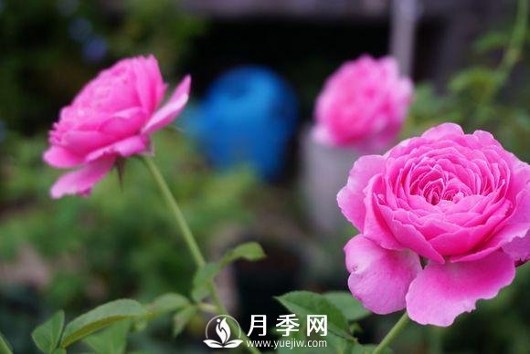 養(yǎng)月季花，這樣操作就會花開不斷香飄滿園(圖3)