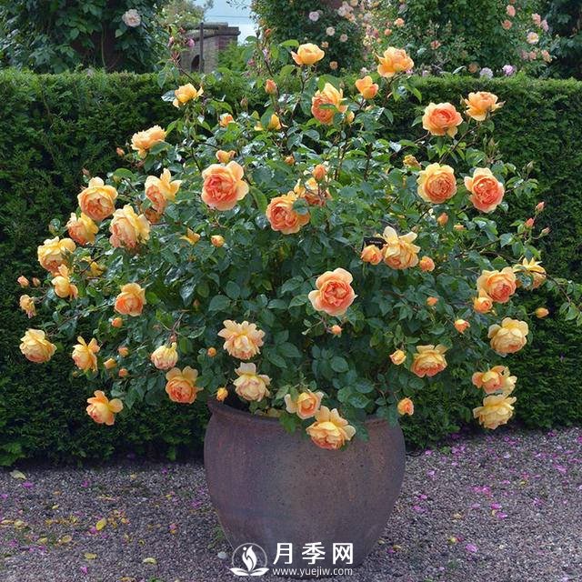 月季常年放在室外會死嗎？(圖1)