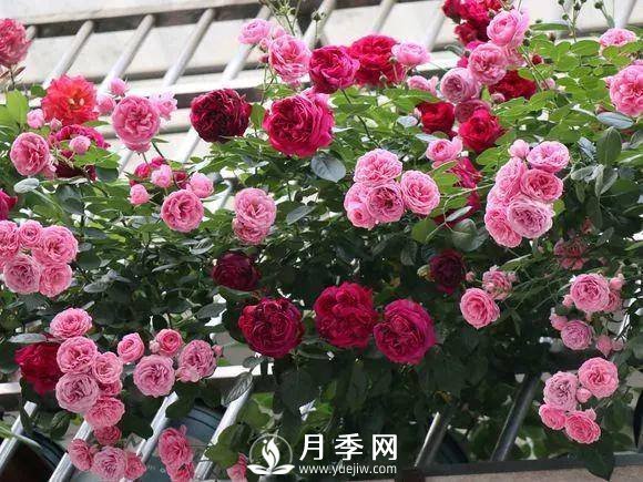 半米防盜窗養(yǎng)藤本月季，養(yǎng)成月季花園(圖10)